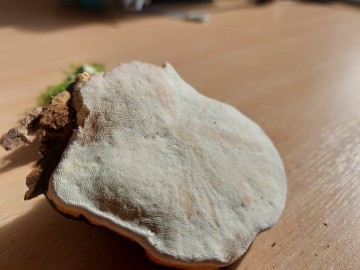 Konsultacje mykologiczne w siedzibie Oddziału PKWŁ, 
